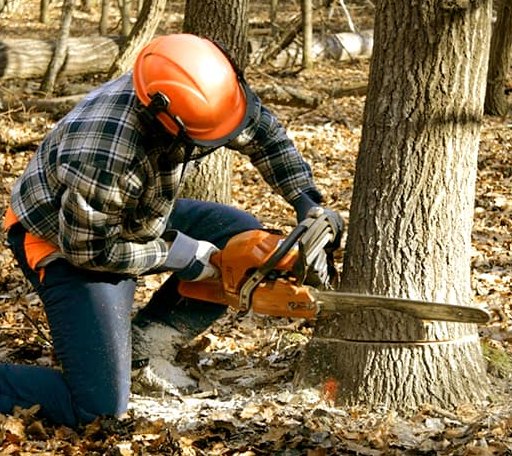 Tree Removal in Kildare, TX